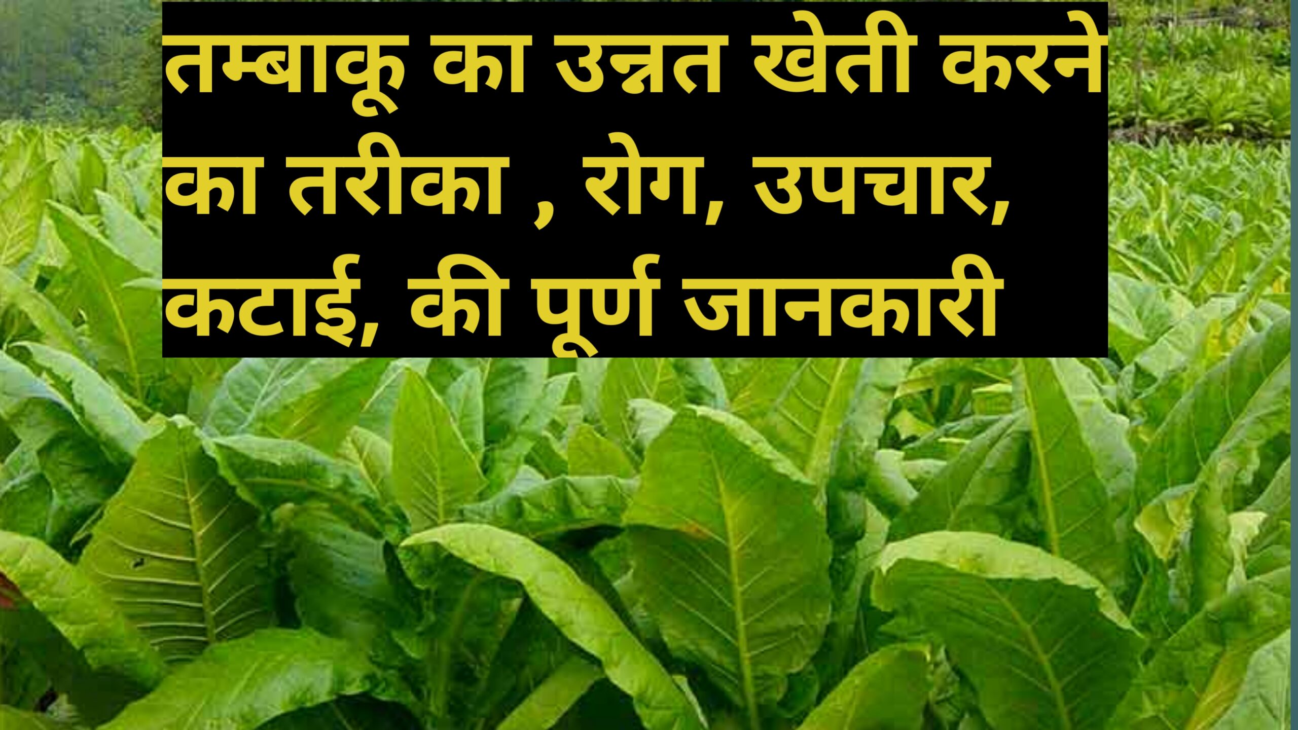 तम्बाकू उगाने की पूरी जानकारी