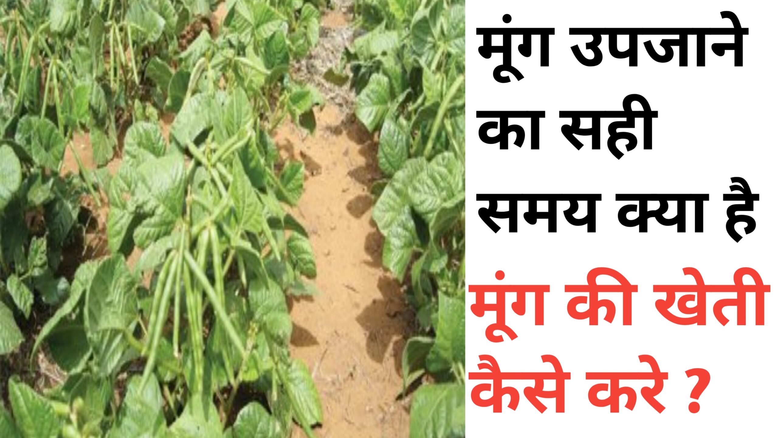 Mung ki kheti kaise kare
