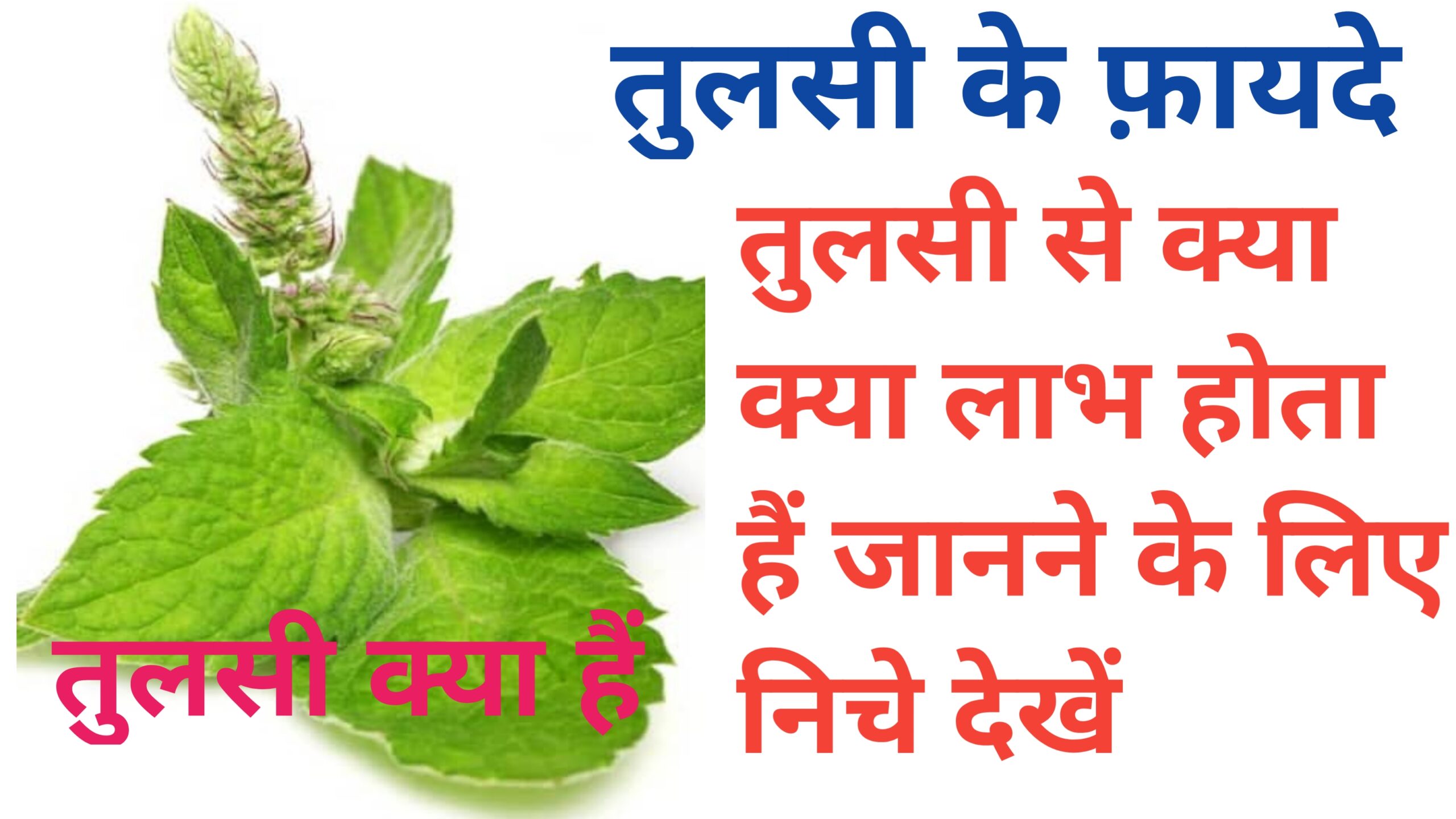 Tulsi ke fayde aur nuksan kya hai