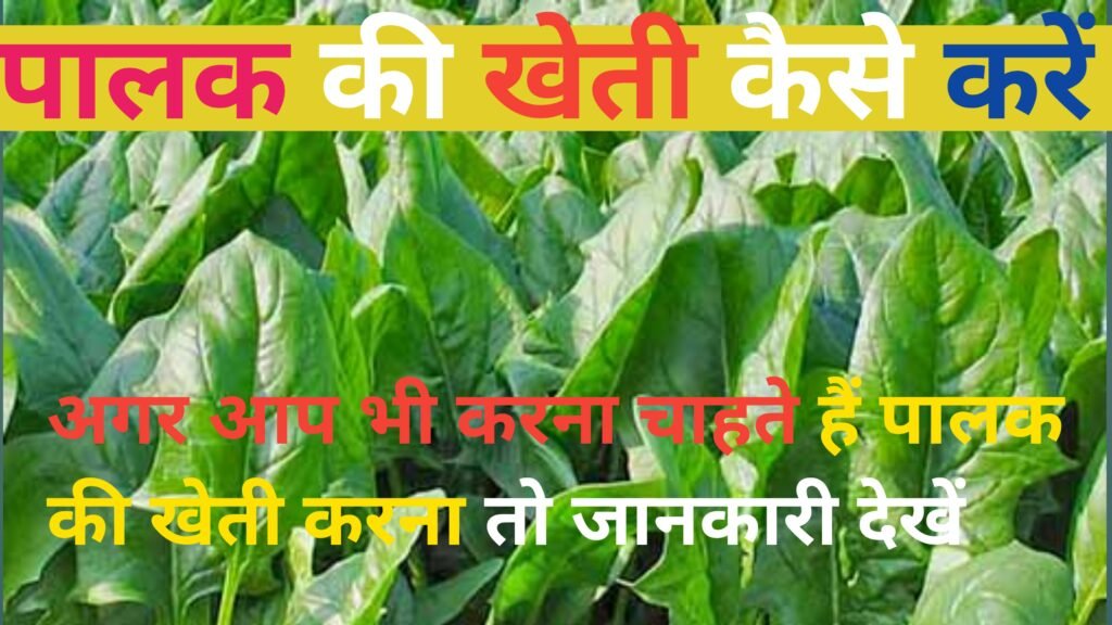 Palak ke kheti karne ke tarike