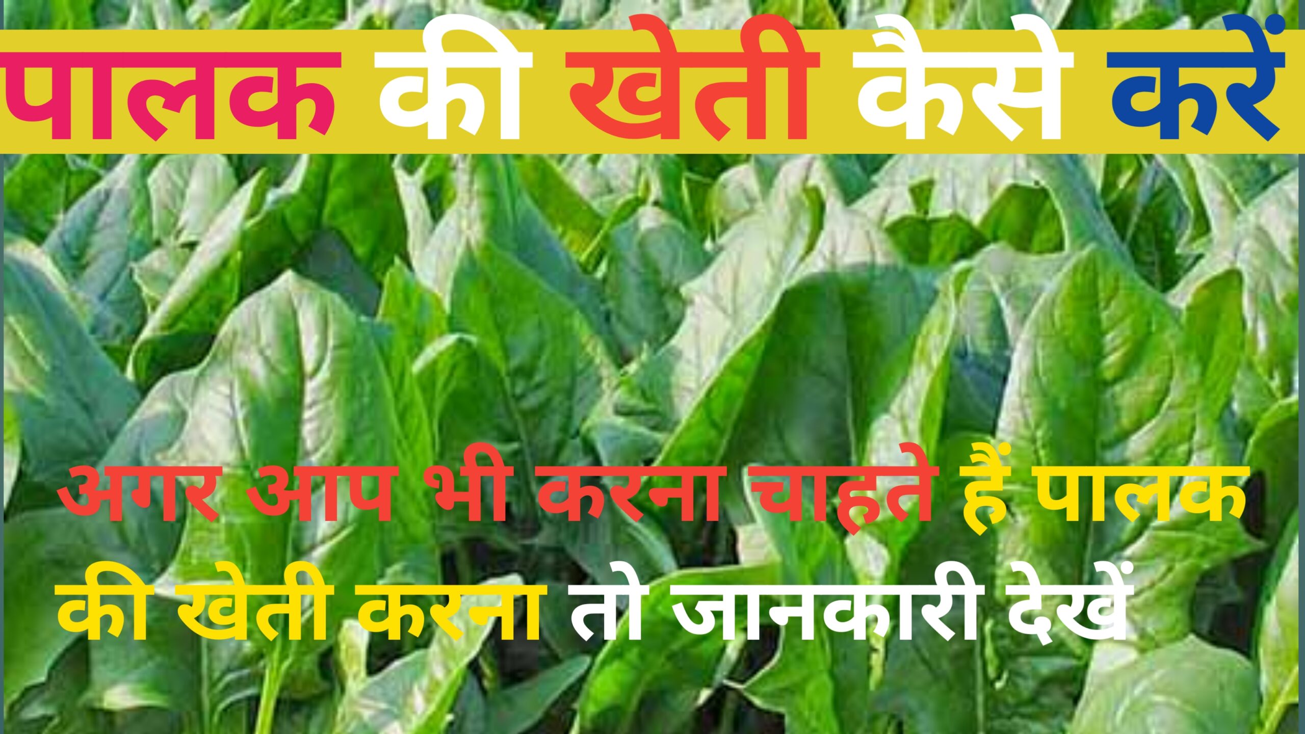 Palak ke kheti karne ke tarike