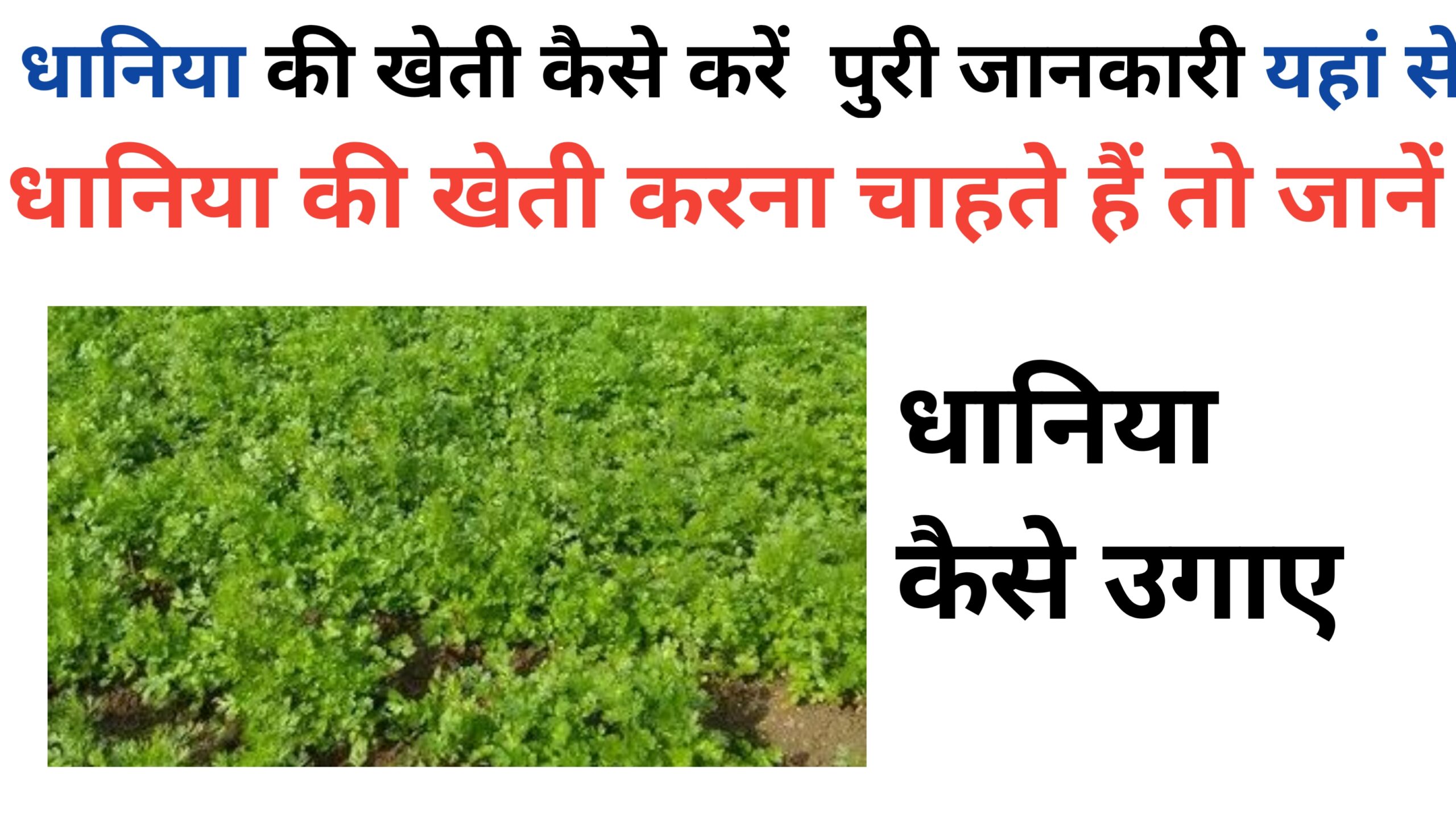 Dhaniya ki kheti kaise kare