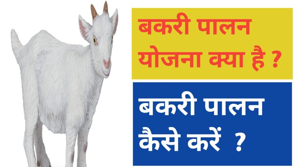 Bihar bakari palan yojna 2024