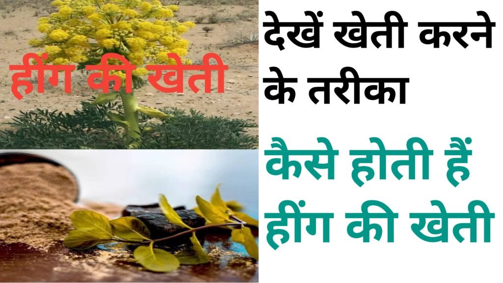 Hing ki kheti kaise hota hai