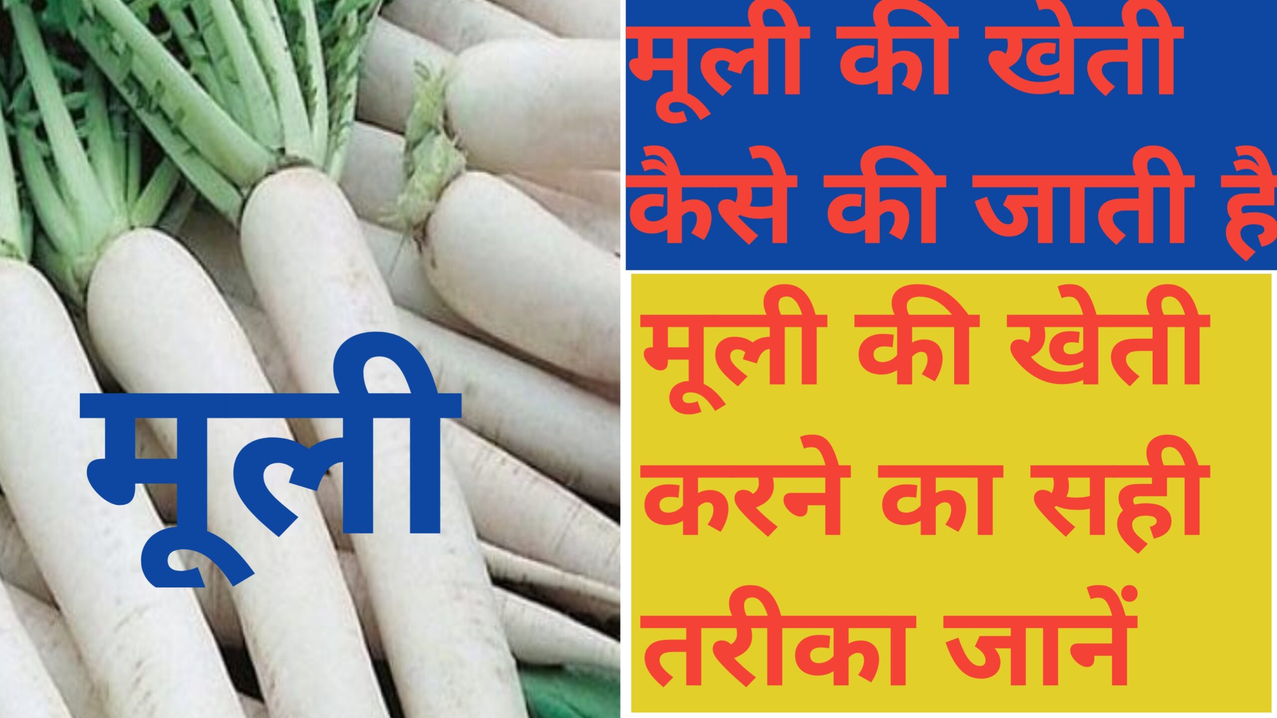 Muli ki kheti kaise ki jati hai